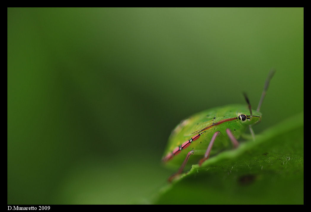 Cimicetta...nel sottobosco!